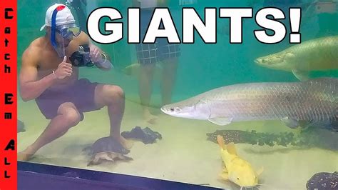 FEEDING MONSTER FISH in GIANT POOL POND Fish AQUARIUM Swim! - YouTube