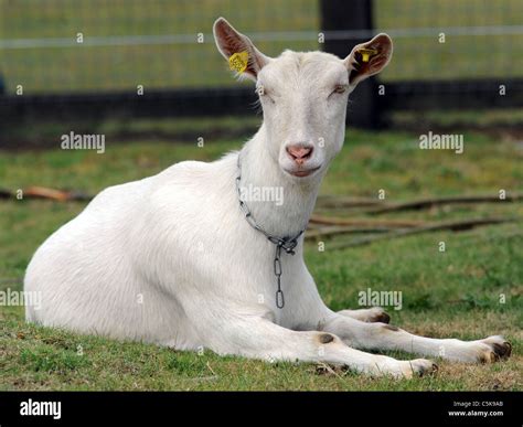 A British Saanen goat sitting down relaxing Stock Photo - Alamy