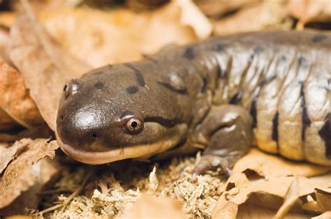 Tiger salamanders are the largest land-based salamander. Reptile House, Steampunk, Zoo Med, Wild ...