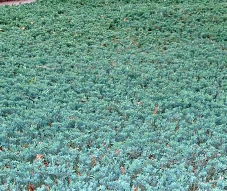 Blue Rug (Spreading) Juniper Best Prices | BuyEvergreenShrubs.com