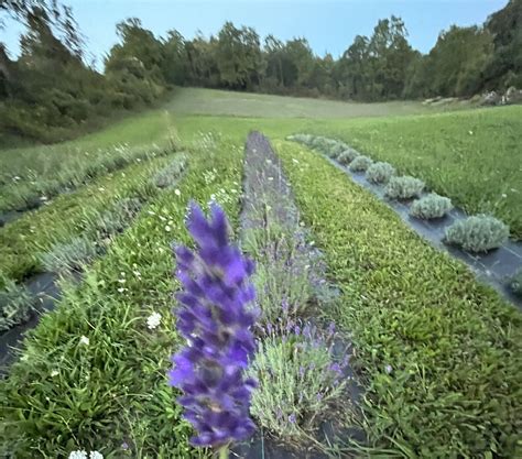 Our Story — Blóm Lavender Farm