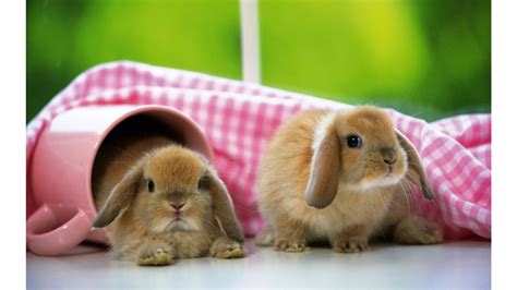 🔥 [80+] Cute Bunnies Wallpapers | WallpaperSafari