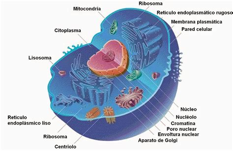 Principios de Biología. La célula