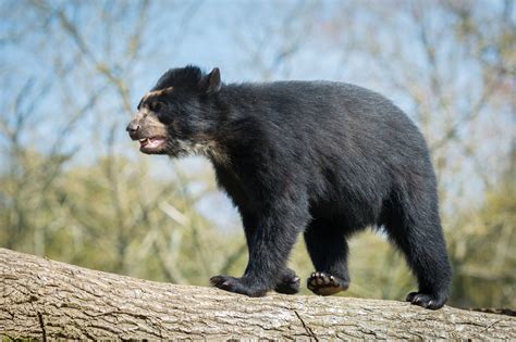 Bahia - Andean Bear @ Durrell Wildlife Conservation Trust | Wildlife conservation, Wildlife ...