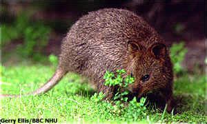 BBC News | Asia-Pacific | Police get tough on 'Quokka Soccer'