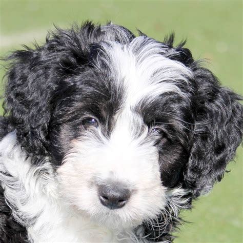 Border Collie Poodle Cross Puppies - Puppy And Pets