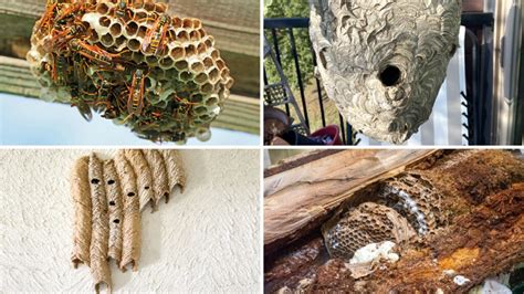 Hornet Nest vs Wasp Nest (How to Spot the Difference)