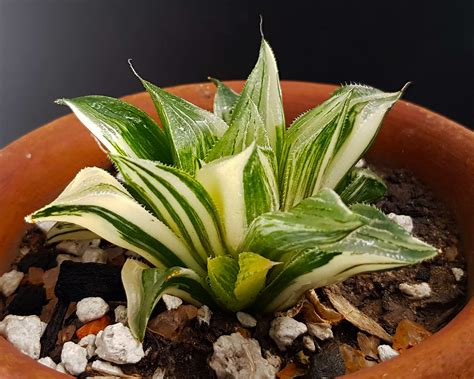 Haworthia Magnifica Variegated | Succulents, Variegated plants ...