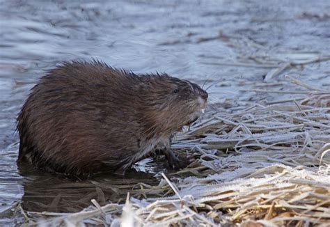 Muskrat Trapping - Best Sets And Techniques