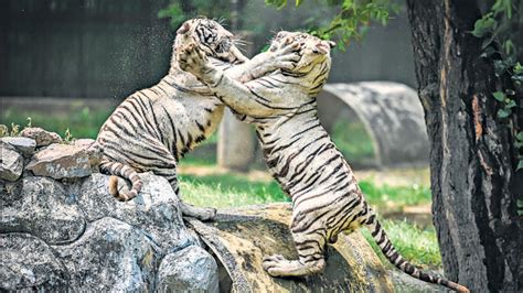 Delhi zoo to celebrate first birthday of white tiger cubs | Latest News ...