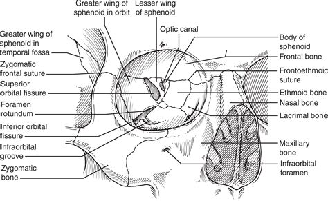 Anatomy of the human orbit - Operative Techniques in Otolaryngology ...