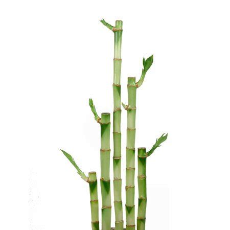 Lucky Bamboo Straight Stalks – Eve's Garden Gifts