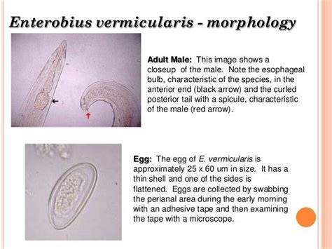 Cdc health and parasitology