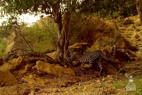 In pictures: Cameras catch rare glimpse of Arabian leopard in Dhofar ...