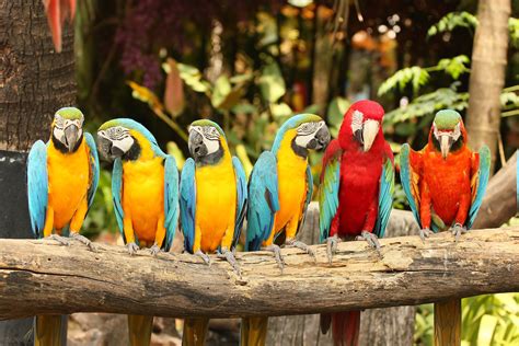 My Exotic Birds HD Wallpapers New Tab Theme - MyStart