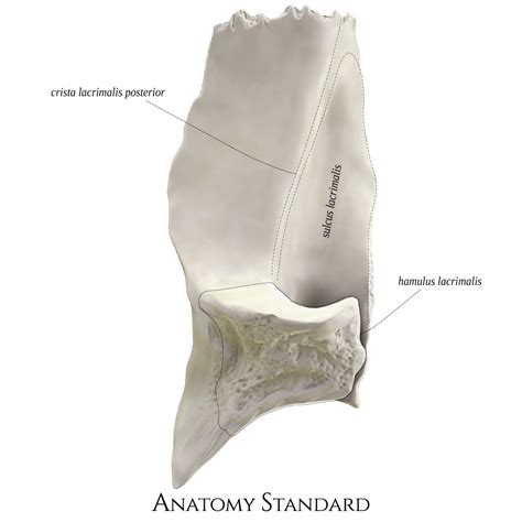 Anatomy Standard - Drawing Lacrimal bone: lateral view - Latin labels | AnatomyTOOL