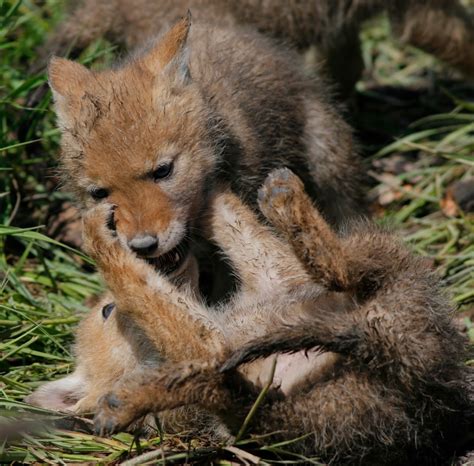 Fy Nyth...: Coyote Puppies!