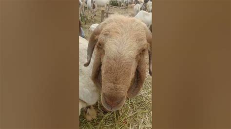 Breeder Sheep Dumba Available - YouTube