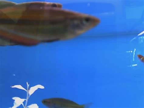 fish at petco | Live fishes sharing a tank with corpses. | Ari ...