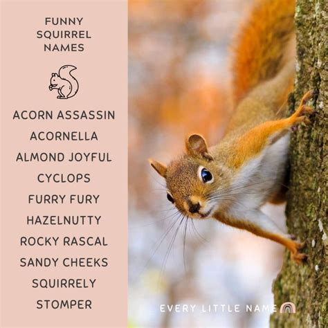 210+ Best Squirrel Names (Cute, Funny, and Cool) - Every Little Name