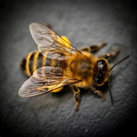 Carniolan honey bee (Apis mellifera carnica). The Carniolan honey bee ...