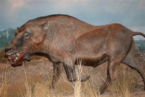 Denver Museum Prehistoric 570 by Falln-Stock on DeviantArt