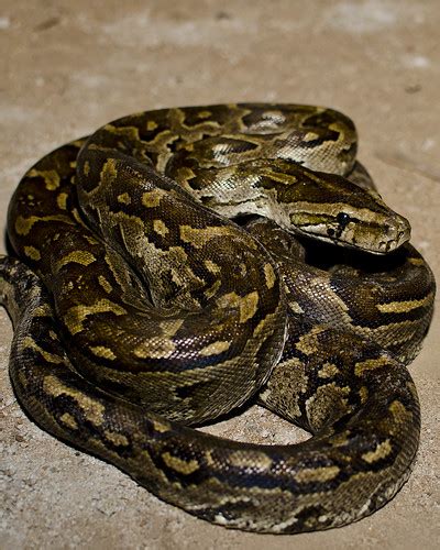 #164 Southern African Python | Kingdom: Animalia Phylum: Cho… | Flickr