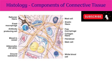 Components of Connective Tissue | Fibers | Cells | Ground substance or Intercellular substance ...