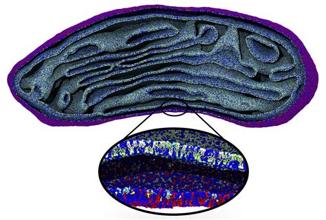 First simulation of a full-sized mitochondrial membrane