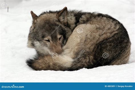 Sleeping Wolf Royalty Free Stock Images - Image: 480389