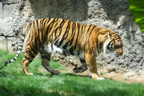 Visit Fuengirola Zoo, Costa del Sol - Panoramic Villas