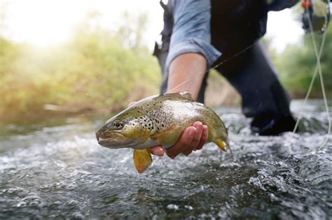 Trout Fishing Basics: How to Fish for Trout Beginners Guide