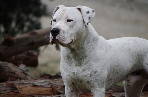 Dogo Argentino | Dog breeds, Argentinian dog, Hairless dog