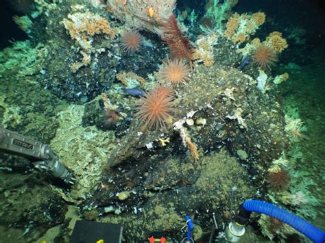 Scientists discover pristine deep-sea coral reefs in the Galápagos ...