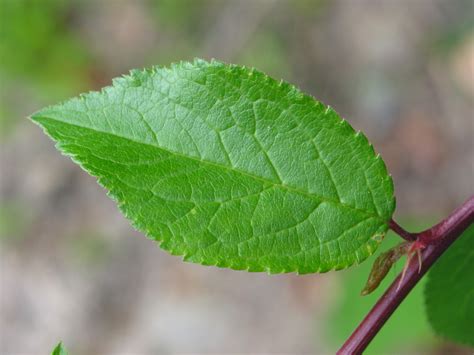 Blackthorn (Prunus spinosa) | How To Identify | A Guide From TCV