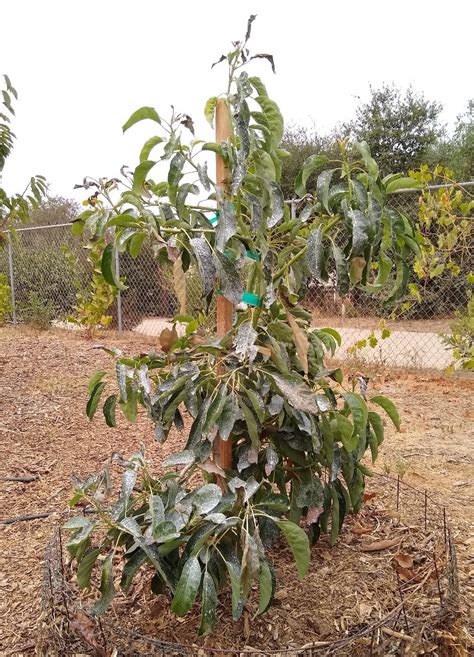 young Hass avocado tree with single stake - Greg Alder's Yard Posts ...