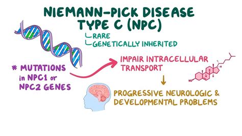 Niemann-Pick disease type C: Video & Anatomy | Osmosis