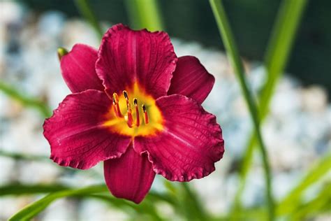 12 Beautiful Types Of Daylilies With Names And Pictures