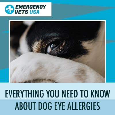 Dog Eye Allergies | Symptoms And Treating This Condition