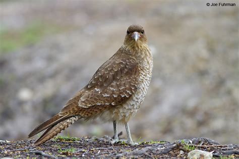 Chimango Caracara – Joe Fuhrman Photography