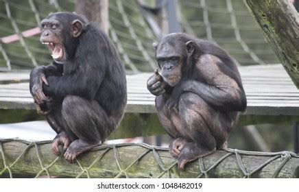 4,301 Angry Chimpanzee Images, Stock Photos & Vectors | Shutterstock