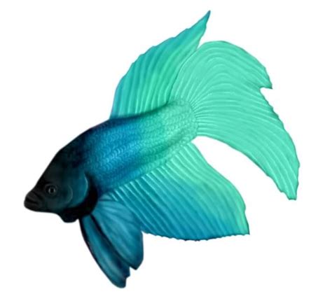 Free Teal Fish Cliparts, Download Free Teal Fish Cliparts png images, Free ClipArts on Clipart ...