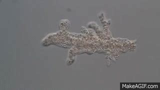 Real time movie of cell locomotion of Amoeba proteus (オオアメーバのアメーバ運動) on ...