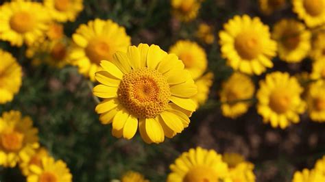 Yellow Daisy Wallpapers - Top Free Yellow Daisy Backgrounds ...