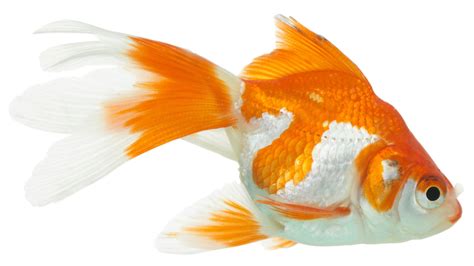 2560x1440 Wallpaper goldfish, white background, close-up | Goldfish wallpaper, Goldfish, Animal ...