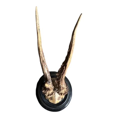 1900s Roe Deer Trophy Antlers Mount #790 | Chairish