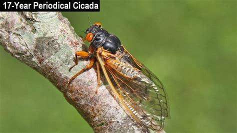 Life cycle of the Brood X: When the cicadas will go away