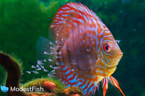 Discus Fish Types: Which One Will You Pick? (With Pictures)