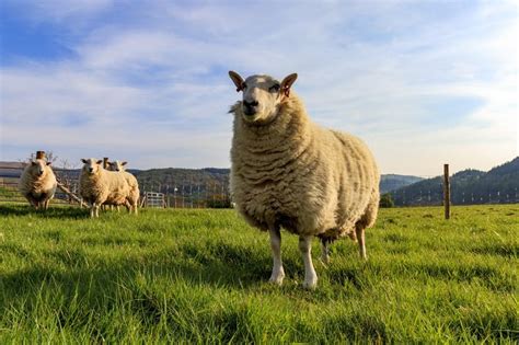 Climate change could wreck traditional sheep farming in Wales - Aberystwyth University