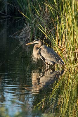 Great blue heron in breeding plumage - Stock Image - C056/3769 - Science Photo Library